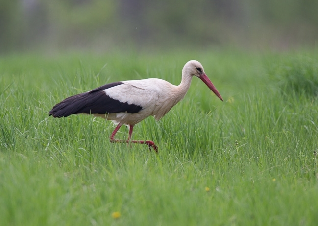 Čáp bílý (Ciconia ciconia)