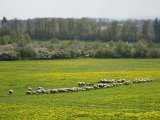 Pochod_2017