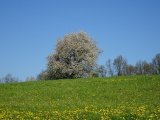 pochod_2016